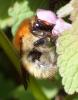 Bombus pascuorum
